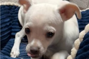 Heathrow - Chihuahua for sale