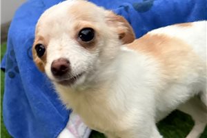 Tiffy - puppy for sale