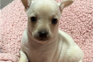 Darcy - Chihuahua for sale
