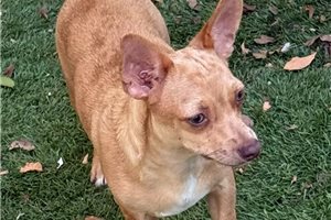 Goose - Chihuahua for sale