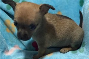 James - Chihuahua for sale