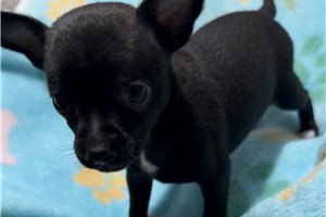 Donovan - Chihuahua for sale