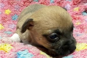 Jinny - Chihuahua for sale