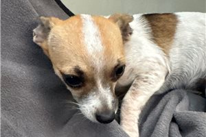 Alma - Chihuahua for sale