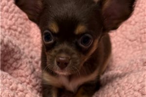Destiny - Chihuahua for sale