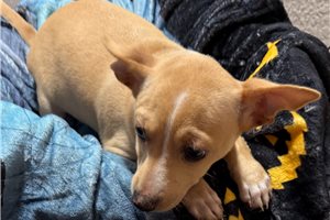 Danny - Chihuahua for sale