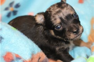 Baxter - Chihuahua for sale