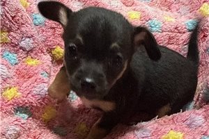 Jade - Chihuahua for sale