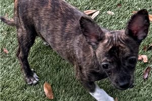 Clive - Chihuahua for sale