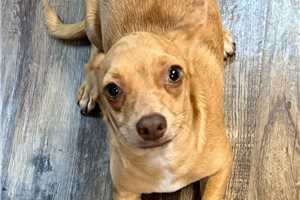 Goose - Chihuahua for sale