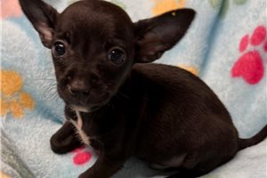 Alistair - puppy for sale