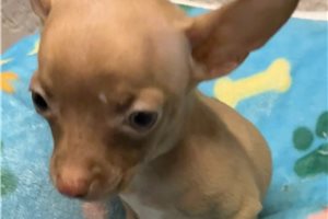 Alvin - Chihuahua for sale