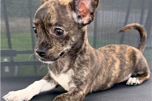 Clive - Chihuahua for sale