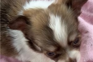 Etta - Chihuahua for sale