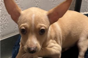 Danny - Chihuahua for sale