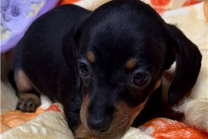 Sirius - puppy for sale