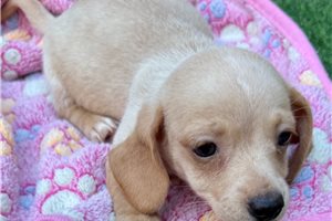 Ingrid - Mini Dachshund for sale