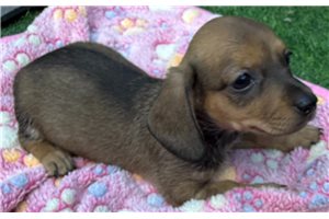 Kressly - Mini Dachshund for sale
