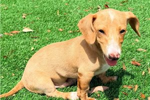 Nate - Dachshund, Mini for sale
