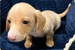 Nate - Dachshund, Mini for sale