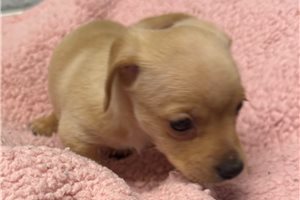 Nalia - puppy for sale