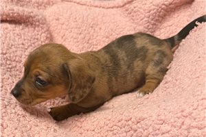 Naomi - Dachshund, Mini for sale