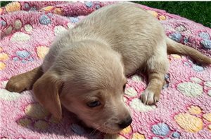 Ingrid - Mini Dachshund for sale