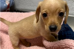 Nana - Dachshund, Mini for sale
