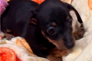 Sheba - puppy for sale