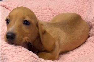 Nalia - Dachshund, Mini for sale