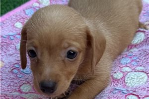 Kora - puppy for sale