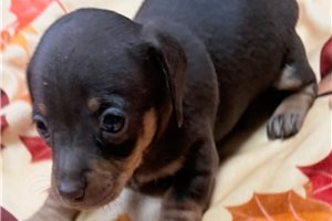 Cali - Dachshund, Mini for sale