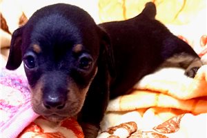 Magic - Dachshund, Mini for sale