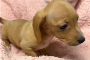 Nalia - Dachshund, Mini for sale