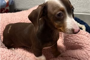 Cami - Dachshund, Mini for sale