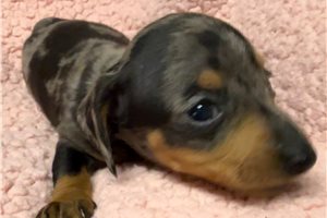 Cara - Dachshund, Mini for sale
