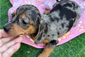 Janelle - Mini Dachshund for sale