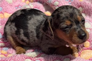 Janelle - puppy for sale
