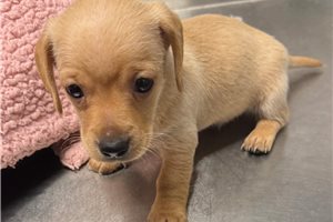 Nana - puppy for sale