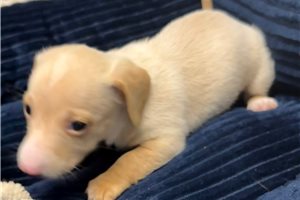 Nate - puppy for sale
