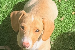 Nate - Dachshund, Mini for sale