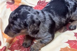 Caleah - Dachshund, Mini for sale