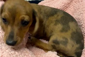 Naomi - Dachshund, Mini for sale