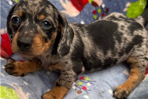Cartwright - Dachshund, Mini for sale