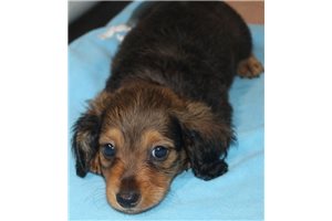 Oliver - puppy for sale