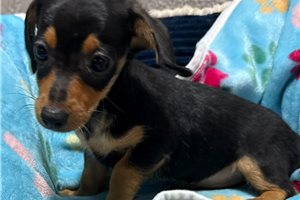 Mario - Dachshund, Mini for sale