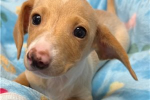 Nate - Dachshund, Mini for sale