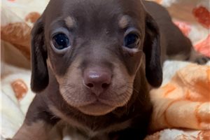 Meyers - puppy for sale