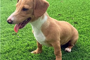 Nate - Dachshund, Mini for sale