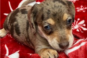 Camden - Dachshund, Mini for sale